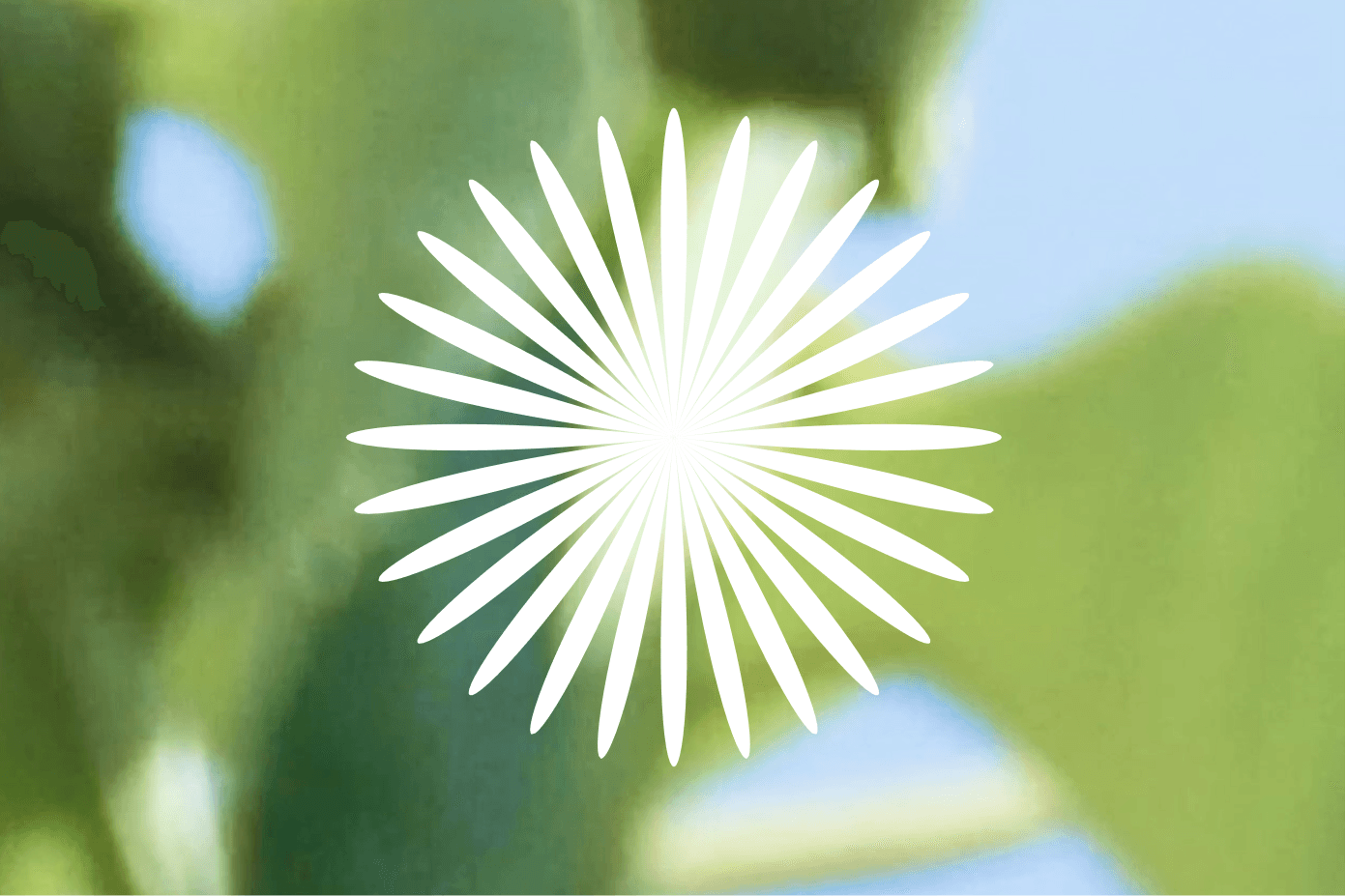 A stylized white flower logo on top of a blurry photographic background.